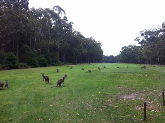 Pambula Merimbula Golf Kulübü